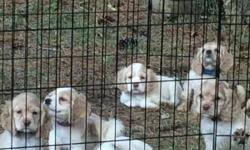 Maybe you would like to learn more about one of these? Pitsky Puppies For Sale For Sale In Bowling Green Kentucky Your City Ads