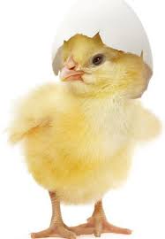 Bild kyckling