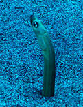 gorgasia hawaiiensis hawaiian garden eel