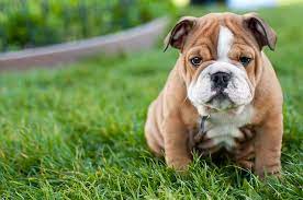 dog breeds that have the cutest puppies