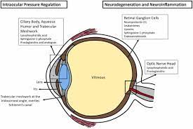lipid ators in glaucoma unraveling