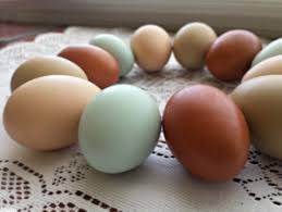 A Guide To Different Colored Chicken Eggs Backyard Poultry