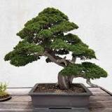 what-pines-are-best-for-bonsai