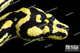 jungle carpet python head morelia