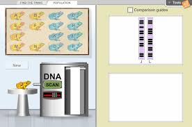 Cell division that produces reproductive cells in sexually reproducing organisms. Dna Analysis Gizmo Lesson Info Explorelearning