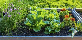 Edible Container Garden Ideas Living