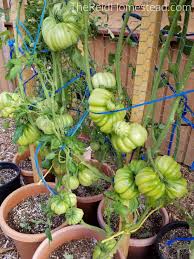 how to prune tomato plants the reid