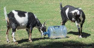 water jug goat toy petdiys com