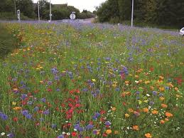 how to create a mini wild flower meadow
