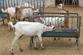 Stall Fed Goat Farm Project Report Barbari Goat Business