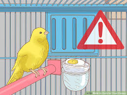 How To Care For Your Canary 13 Steps With Pictures Wikihow