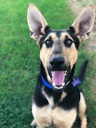 These posts will help you make the most of bringing up your german shepherd. Top 31 Most Adorable German Shepherd Mix Breeds That You Will Love