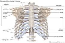 are-ribs-bones-or-cartilage