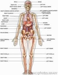 23 Best Human Anatomy Images Human Anatomy Anatomy