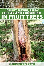 treat collar and crown rot in fruit trees