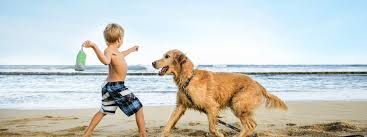ultimate pet vacation in myrtle beach