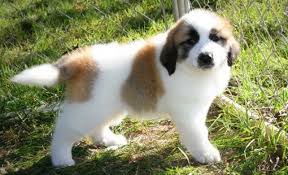 They are especially kid friendly dogs. Exquisite Saint Bernard Puppies For Sale Handmade Michigan