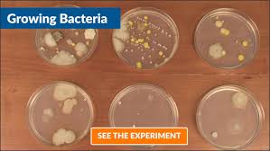 bacteria growing kit steve spangler