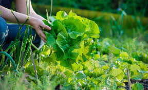 how to harvest lettuce the