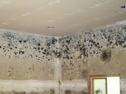getting rid of mold and moisture in