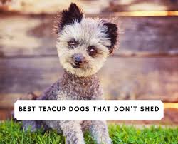 5 best teacup dogs that don t shed