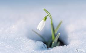 Фотообои Нежный подснежник в снегу - Арт. 901771 | Купить в  интернет-магазине Уютная стена