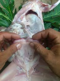 Kelinci lokal adalah kelinci yang sudah beranak pinak di indonesia dalam waktu yang sangat lama semenjak pertama kali. Salah Satu Penyebab Kelinci Perisai Pangan Indonesia Facebook