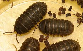 pillbugs woodlice roly polys etc the