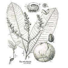 The brazil nut (bertholletia excelsa) is a south american tree in the family lecythidaceae, and it is also the name of the tree's commercially harvested edible seeds. Pdf Ecology And Management Of The Brazil Nut Tree Bertholletia Excelsa