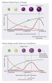 Grape Ripening Chart In 2019 Grape Color Wine Fruits