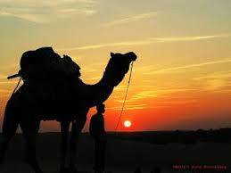 Musk ebu mmiri ara ehi ọzara mmiri ara ehi camel | Cairo