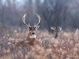 deer photos hd wallpapers