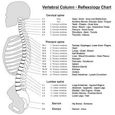 Ear Reflexology Chart Outline Stock Vector Illustration Of