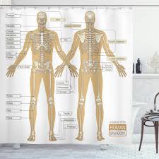 Wrist bones (carpals) did you know? Ambesonne Human Anatomy Diagram Of Human Skeleton System With Titled Main Parts Of Body Joints Picture Single Shower Curtain Wayfair
