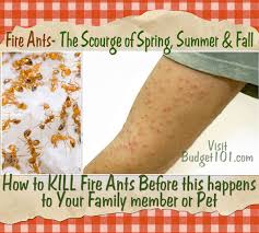 kill fire ants naturally using their