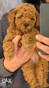 imported toy poodle available now in