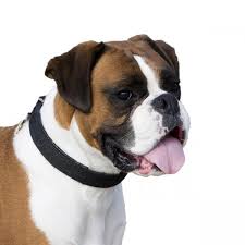 dog boxer traits and pictures