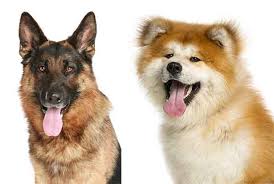 The akita shepherd is also known as the shepkita and it is under the latter name that the hybrid is registered on the idcr (international designer canine registry). German Shepherd Akita Mix The Ultimate Guide With Pictures