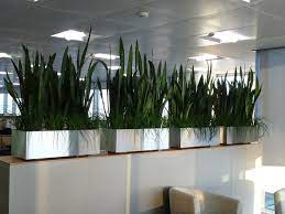 indoor garden design office plants in