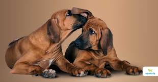 dog ear yeast infections causes and