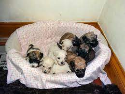 Teddy bear puppies for sale. Teddy Bear Puppies For Sale What You Need To Know
