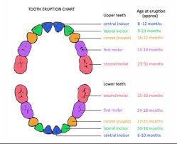 Order And Appearance Of Baby Teeth Smile Solutions