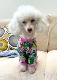 bella pyjamas for dogs pdf sewing