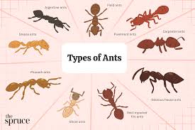 ant identification 10 common types of ants