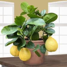 Ponderosa Lemon Tree For Citrus