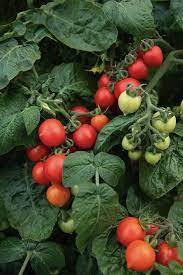 Types Of Tomato Plants Garden Design