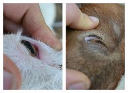 Goat Lice Normal And Anemic
