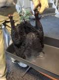 Why did my deep fried turkey turn black?