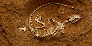 Resultado de imagen para paleontologÃ­a y arqueologÃ­a youtube