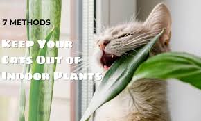 How To Keep Cats Out Of Indoor Plants